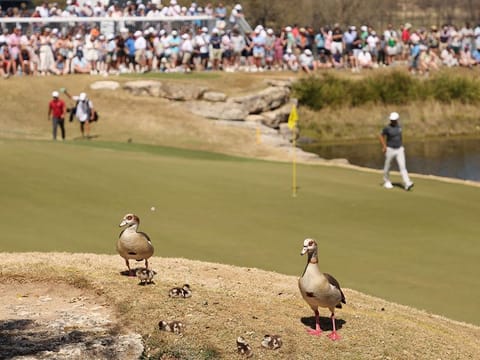Dustin Johnson left Brooks Koepka trailing