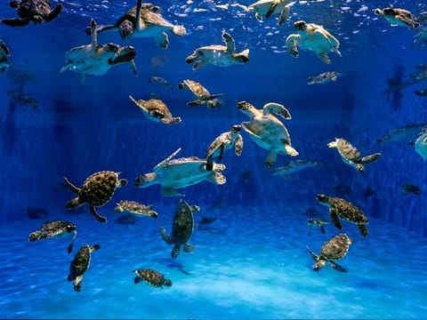 Despite being protected under Philippine law, sea turtles are still hunted in some communities for their flesh and eggs, which are believed to have medicinal properties.