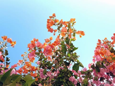 Bougainvillea, aloe vera and cacti are going to thrive in the summer - find out what else you can do to bring colour and vibrancy to your garden.