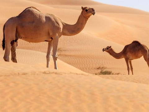 Including 20 years of experience regarding animal surgeries, the atlas by the Abu Dhabi Agriculture and Food Safety Authority (Adafsa) can now be used as a certified reference by vets across the world