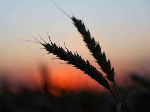 The Ukraine crisis has upended global wheat supplies, and India's ban on exports of this staple adds another level of complexity.