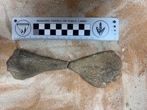 Ancient fossils discovered in the Saudi western coast.