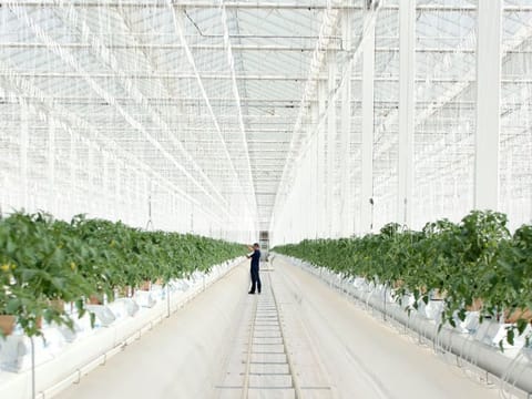 Abu Dhabi based Pure Harvest has been expanding its farming footprint. The latest funds give its operations some serious heft.