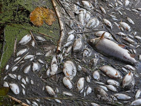 Dead fish are pictured on the banks of the river Oder in Schwedt, eastern Germany, on August 12, 2022, after a massive fish kill was discovered in the river in the eastern federal state of Brandenburg, close to the border with Poland