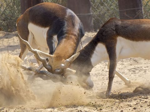Blackbuck in action at Dubai Safari in Dubai on Friday, September 30, 2022. Photo: Ahmed Ramzan/ Gulf News