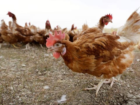 Europe has experienced its worst bird flu crisis ever this year, with nearly 50 million head of poultry culled, and the persistence of the virus over the summer has raised the risk of widespread infections next season, the EU’s Food Safety Agency (EFSA) said last month.