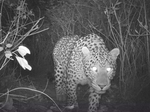 The big cat was seen near Galigupuram around 1am, with its movements captured on a shop’s CCTV camera.