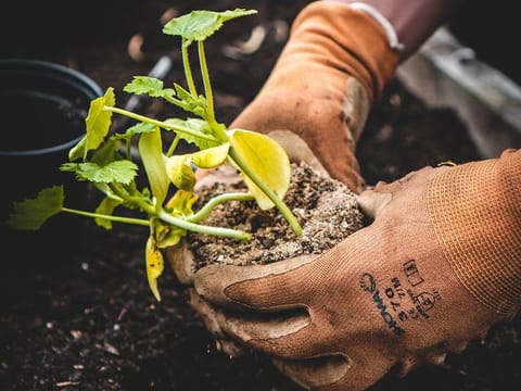 While independent gardeners might be cheap, you should hire licensed gardeners who are contracted by a home services or landscaping company. Picture used for illustrative purposes only.