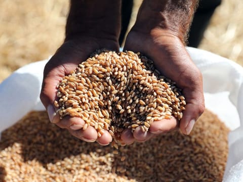 U.S. and European wheat futures dropped sharply on the news.