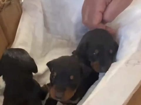 Three puppies sit in a box after being rescued from the debris of a building in the aftermath of the earthquake in Hatay, Turkey, March 6, 2023 in this screen grab obtained from a social media video.