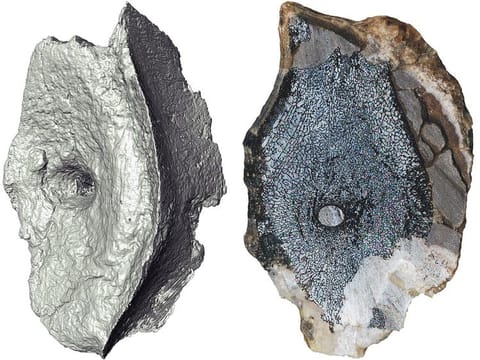 A computed tomography image and cross-section shows the internal bone structure of vertebrae from the earliest-known Ichthyosaur, a type of marine reptile that flourished during the age of dinosaurs, and actually first appeared millions of years before the dinosaurs, in this undated handout image obtained by Reuters March 14, 2023.