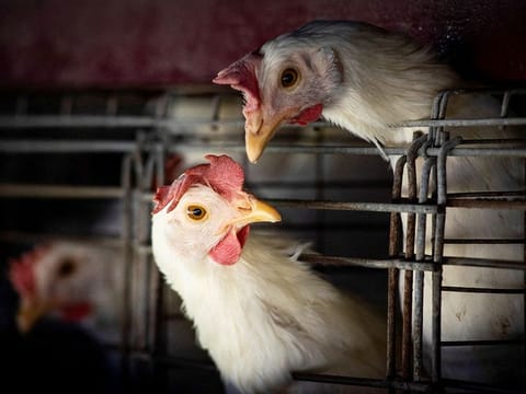 The current novel H3N8 virus has not acquired the acid resistance yet.