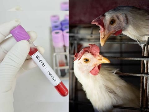US records its first human death from bird flu
