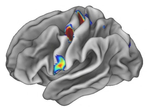 Three coloured spots on each half of the brain illuminate special locations in the movement areas of the brain that connect to areas involved in thinking, planning and control of basic bodily functions such as heart rate, in an undated illustration.
