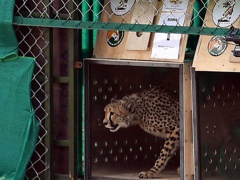 In this file handout photograph taken on September 17, 2022 and released by the Indian Press Information Bureau (PIB) shows a wild cheetah being released at Kuno National Park in Madhya Pradesh state.