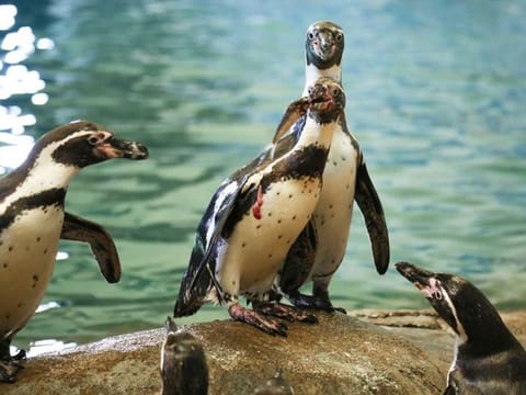 It's World Penguin Day celebrations at Al Ain Zoo today.