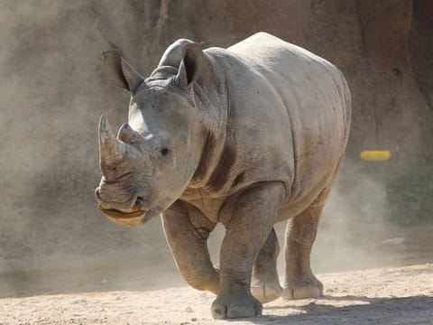 Al Ain Zoo is home to 11 rhinos, five males and six females.
