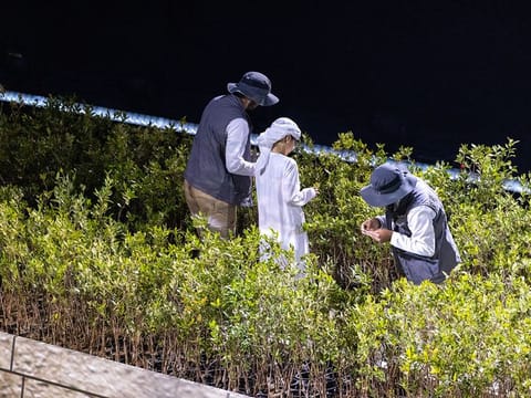 Archive image of saplings planted during National Day show in Abu Dhabi on December 2, 2022
