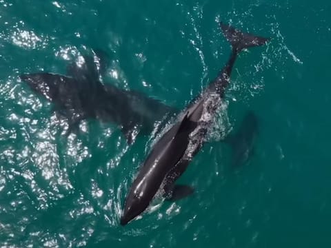 Still from EAD video showing the pair of killer whales