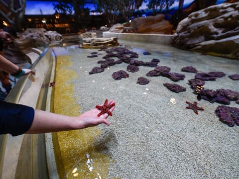 Get close with Sea Stars and others in the touch pools at Sea World at Yas Island in Abu Dhabi which is set to open for public on 23rd May 2023. Photo: Virendra Saklani/Gulf News