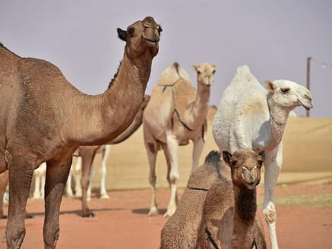 The organising committee said it is necessary for camels registered to participate in the productive stallion category to show up over the period from May 21 to June 3 to undergo paternity tests.