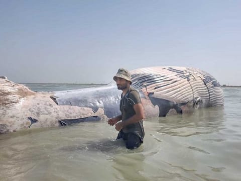 WWF researcher Sudheer Ahmed with the blue whale found dead in Balochistan’s waters near the coast of Jiwani in Gwadar district.