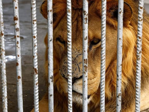 A lion which escaped from a theme park near the Turkish resort of Antalya was shot dead on Sunday after attacking a man, the local governor and media reports said.