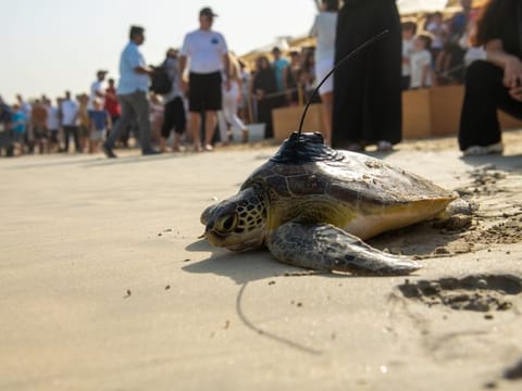 Satellite tagging has shown some of the turtles have travelled to their nesting sites as far away as India and Thailand