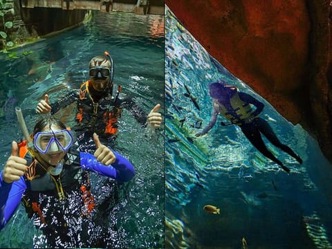 Starting June 22, guests can dive into the world's largest freshwater cichlid aquarium for the ‘Snorkel with Cichlid’ experience and get the chance to feed the occupants