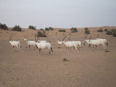 The protected area helped bring the Arabian Oryx back from the brink of extinction.