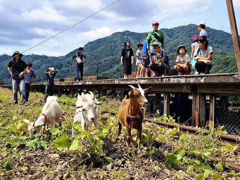 Goats feed on weeds near the former Iwamitsuga Station on the defunct JR Sanko Line in Misato, Shimane Prefecture.