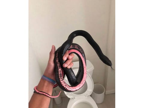Other people thought it was a prank video and the snake was a prop