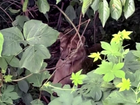 The escaped lioness, named Sasoonee, is seen hiding in bushes in South Korea's Goryeong County, befor she was shot dead.