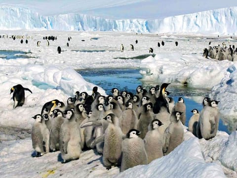 Emperor penguin chicks stand together in Antarctica. Penguin parents take thousands of catnaps a day while looking after their chicks.