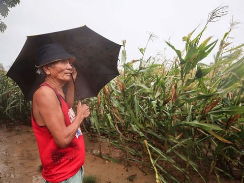 A man braves heavy showers and winds while inspecting his corn farm as Typhoon Saola brushes past Ilagan City, Isabela Province.