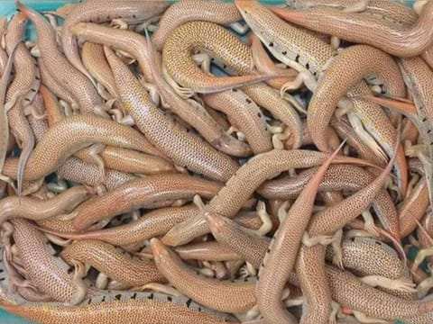 Specialised teams under the Environment and Protected Areas Authority (EPAA) seized 65 Arabian Sand Skink (Scincus mitranus; Sandfish) lizards in the Al Bataeh area close to Khorfakkan Road, Sharjah.