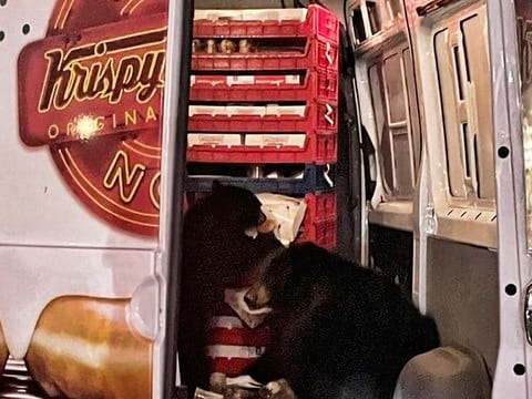 This Tuesday, Sept. 12, 2023 photo provided by Shelly Deano shows two bears getting into a donut truck in Anchorage, Alaska.