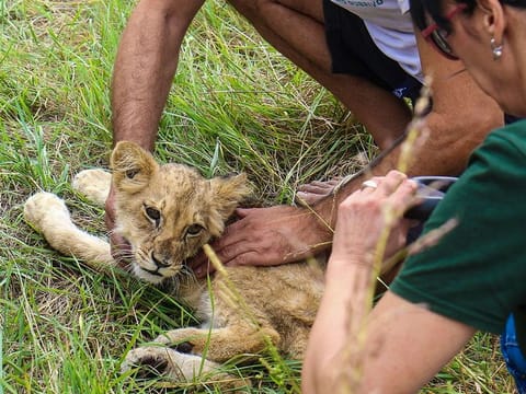 A months-old lion cub is held after it was found wandering on a local road, near Subotica, Serbia.