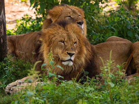 One of the most popular recreational and tourist destinations in the emirate, Dubai Safari Park will open its doors for the 2023-2024 season on October 5.