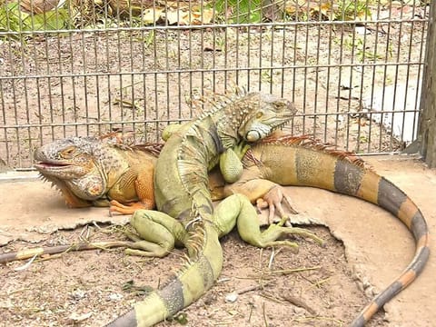 Captured iguanas at a wildlife sanctuary in Nakhon Nayok province.
