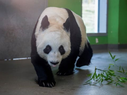 Tian Tian, one of the giant pandas at Edinburgh Zoo, walks in its enclosure, in Edinburgh, on November 29, 2023.