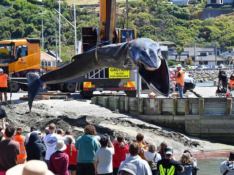 Rescuers retrieve the carcass of a stranded fin whale in Christchurch.
