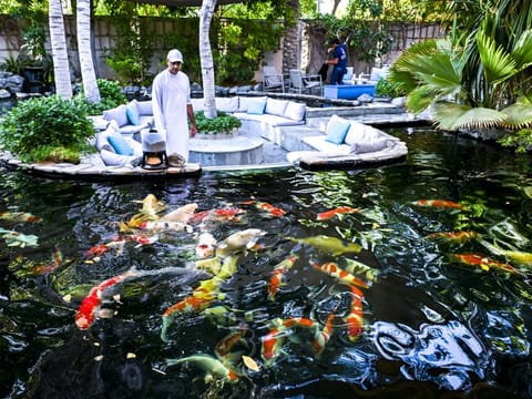 Dr. Haider Al Yousuf with his choice collection of Koi fish at his residence in Dubai.