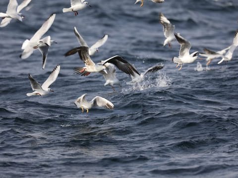 The large red-footed Booby amid a flock of gulls feeding on fish farms, 3km off the Dibba Coast in Fujairah.