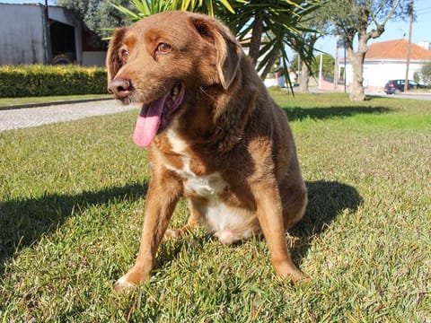 The dog, Bobi, that broke the record for oldest dog ever at 30 years-old, is pictured at Conqueiros, in Leiria, Portugal, February 4, 2023.