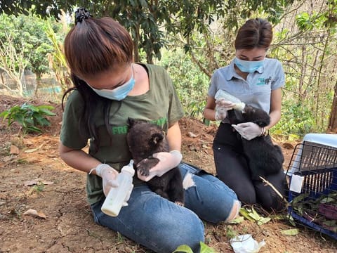 Rescued endangered Asiatic black bear cubs being fed at the Luang Prabang Wildlife Sanctuary in Luang Prabang.