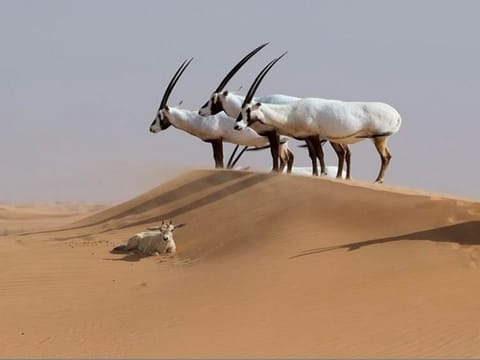 The Arabian Oryx: Treasures of the desert.
