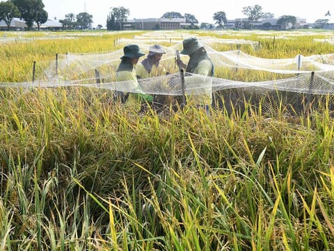 Workers inspect fully grown rice varieties at the International Rice Research Institute (IRRI) in Los Banos town, Laguna province, south of Manila.