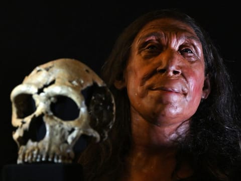File Photo: A rebuilt skull and a physical reconstruction of the face and head, of a 75,000-year-old Neanderthal woman, named Shanidar Z, after the cave in Iraqi Kurdistan where her skull was found in 2018, at the University of Cambridge, eastern England, on April 25, 2024.