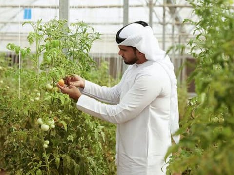 ADAFSA has issued a decision to regulate plant production farms for thee benefit of small farmers.